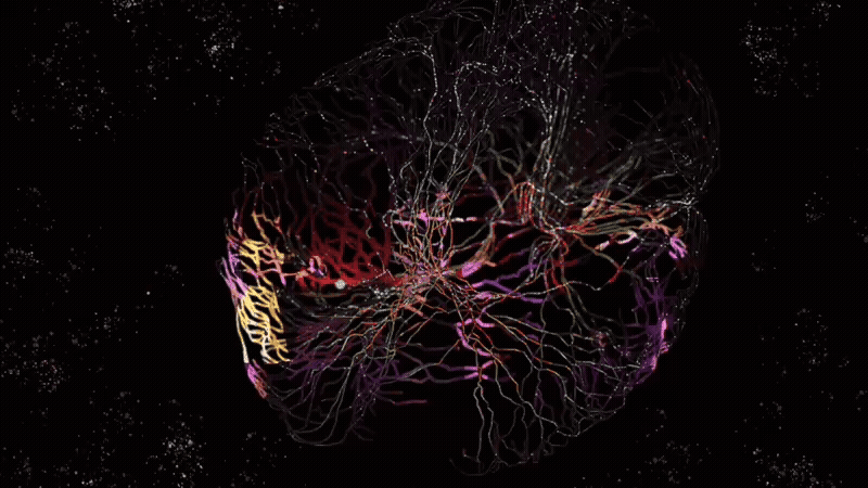 a gif showing dancers overlayed over a scan of the brain